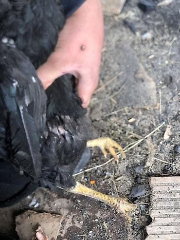 яйцо инкубационное бройлер: Продаю | Петух | Бойцовая | Для разведения — 4