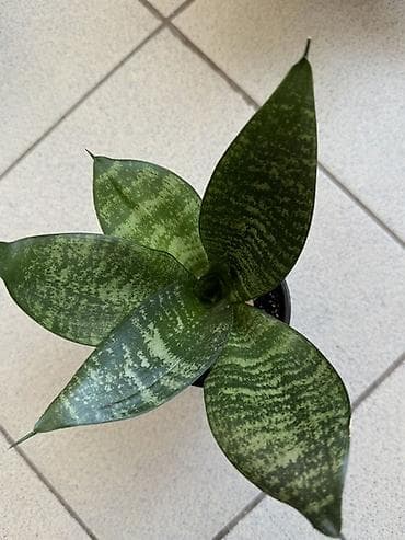 сансевьера комнатное растение: Подаем Сансевиерию (Sansevieria trifasciata) компактная розетка. Тип — 4