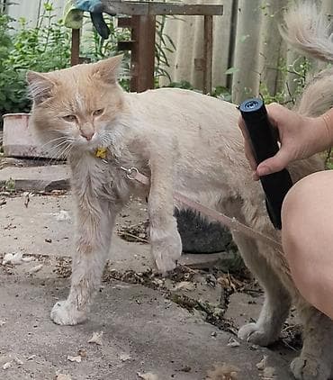 Үй жаныбарлары: Жоголгон : Породасыз, Эркек, Кызгыл сары — 3