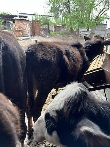 бычки бычок: Продаю | Бык (самец) | Привязанные — 7