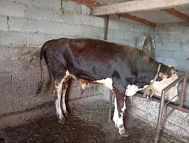 крупные собаки: Продаю | Бык (самец) | На откорм | Привязанные — 3