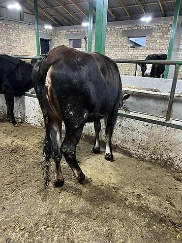 продам бычка: Продаю | Бык (самец) | Голштин, Швицкая, Симментальская | На откорм | Привязанные — 4