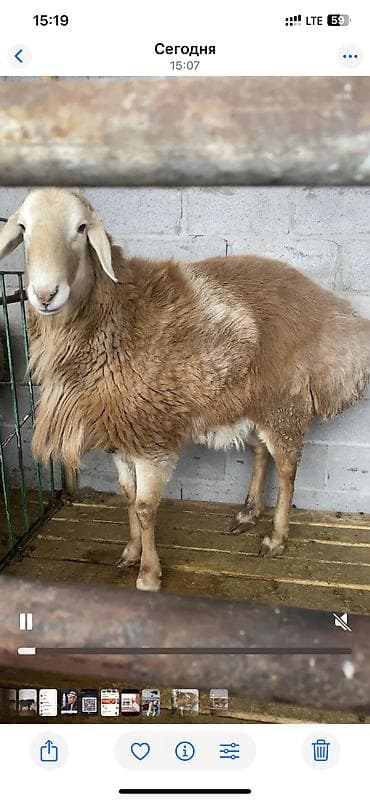 Кочкор сатылат