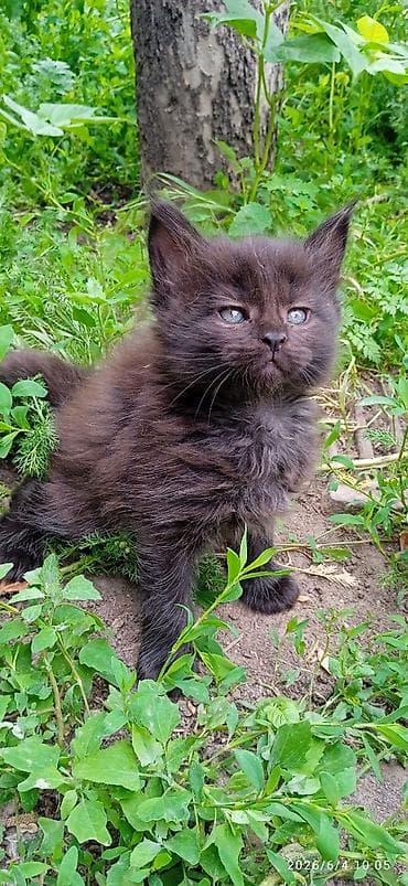 продаю телёнок: Мейн-кун, 2 месяца, Девочка, Черный, Приучена к лотку — 3