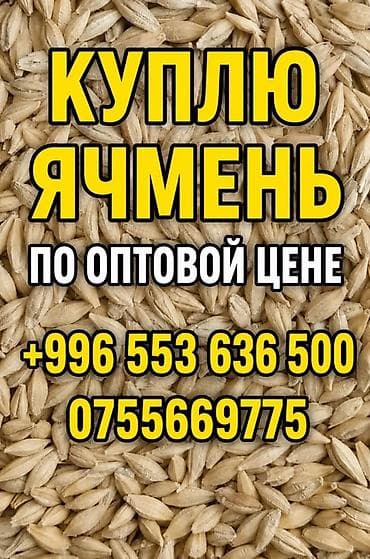 кажы сай: Услуга: закупка ячменя по оптовой цене. Описание: - Принимаем ячмень — 1