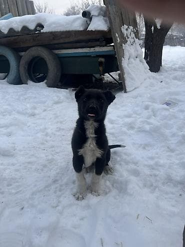 валер для собак: Собака даром: 2 месяца, Самец — 2