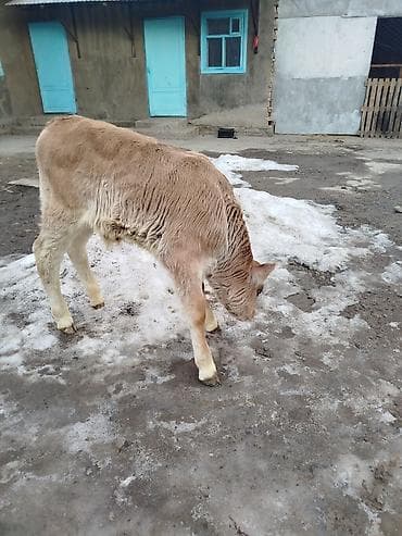 собака хаски: Продаю | Бык (самец) | Швицкая | Для разведения | Искусственник — 4