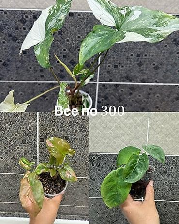 Дом и сад: Комнатные растения в стаканчиках: - Птерис критский — 250 Ажурный — 3