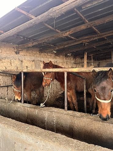 жылкынын майы: Сатам | Тай | Англиялык | Көбөйтүү үчүн | Мерин — 4