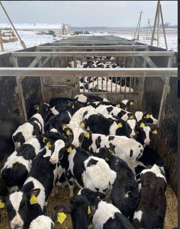 кызыл аскерская: Полуприцеп. Платформа. Контейнеровоз. Трал. Тентовка. Будка — 7