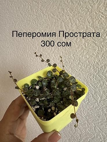 фикус чёрный принц: Комнатные растения в горшках: - Эпипремнум Marble Queen — пестрые — 4