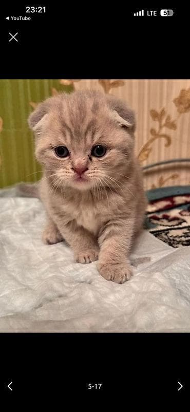 кошка породы мейн кун: Шотландские котята (скоттиш-фолд и скоттиш-страйт) - Порода — 3
