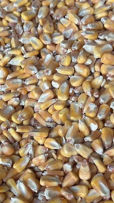 Ягоды: Кукуруза — 1