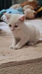 куда можно отдать собаку в бишкеке: Самый лучший подарок- это живой активный малыш,который станет — 5