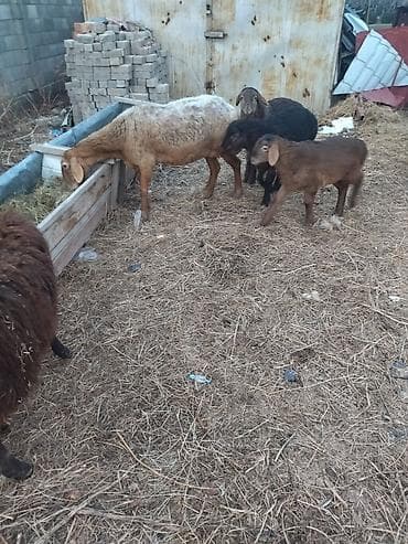 Коровы, быки: Продаю | Баран (самец) | Полукровка | На забой — 6