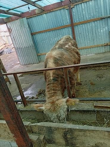 продажа быков: Продаю | Бык (самец) | На откорм | Привязанные — 1