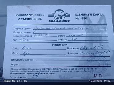 Ит бекер берем: Чыгыш Европа овчаркасы, 10 айлык, Эркек, Ит тегин тастыктоочу документ — 5