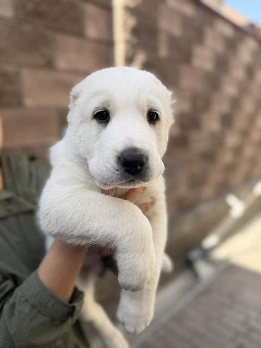 собаки тайган: Щенки алабая!! - Окрас: белый - Возраст: 2 месяца - Крупные — 5