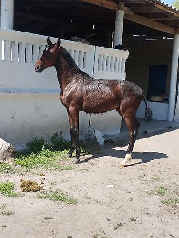 мышык кичинекей: Сатам | Тай | Ат спорту — 3