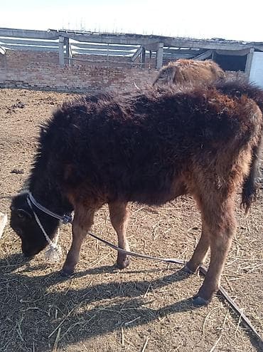 Аквариумдар: Сатам | Кунаажын | Бордоп семиртүү үчүн | Байланган — 2
