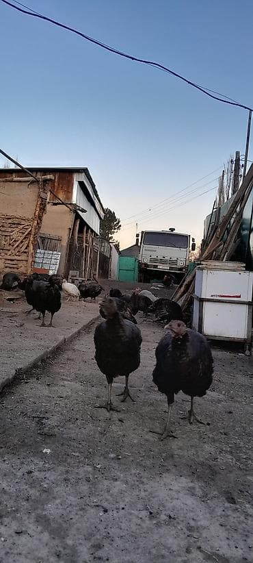 породы кур: Продаю | Индюк (самец) | Для разведения | Племенные — 5