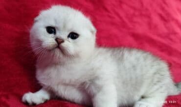 мышык фото: Скотиш Фолд (Шотландиялык шалпаң кулак), 2 айлык, Эркек, Күмүш өңдүү шиншилла — 4