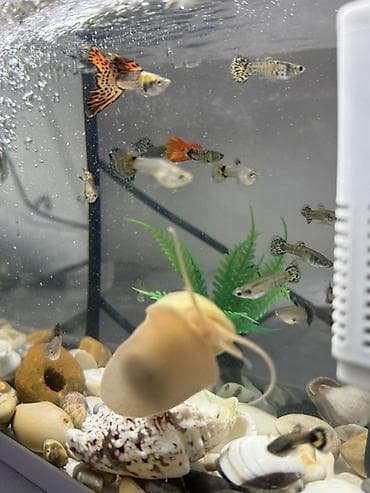 лягушка живая: Гуппи (Poecilia reticulata) — активные живородящие аквариумные рыбки — 5