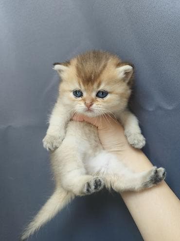 коты г ош: 🐾 Открыто бронирование котят шотландской породы 🐾 Предлагаются к — 4