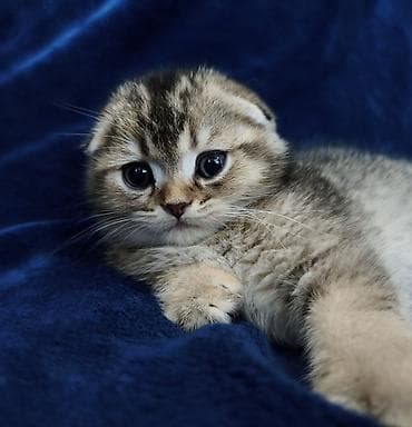 кот шотландская шиншилла: Скотиш Фолд (Шотландская вислоухая), 2 месяца, Мальчик — 3