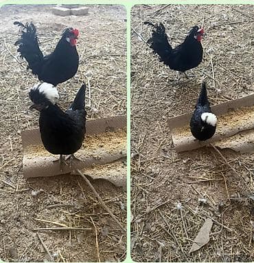 зоосалон "грумира" бишкек: Голландский белохохлые декоративные молодые 6ти месяцные петух и — 1