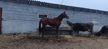 Продаю | Жеребец | Конный спорт