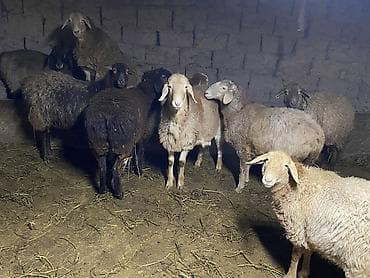 Услуги ветеринара: Продаю | Овца (самка) | На забой | Матка — 5
