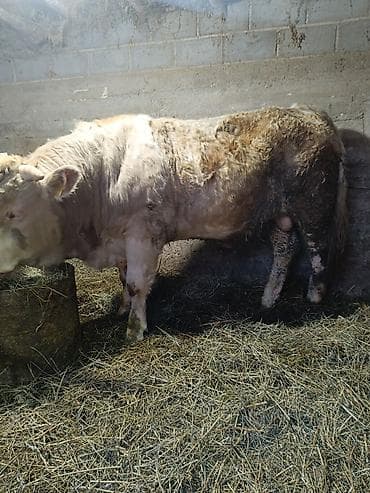 сколько стоит кошка в бишкеке: Продаю | Бык (самец) | Симментальская | На откорм, Для разведения | Осеменитель, Искусственник — 5