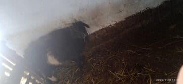 Трансформатор майы: Коза жирная на зарез и разведения — 1