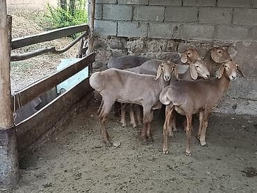 Продаю | Ягненок | Арашан at lalafo.kg Продаю | Ягненок | Арашан