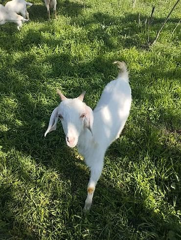 жаны асый: Сатам | Эчки (ургаачы) | Нубий | Көбөйтүү үчүн | Бооз — 4