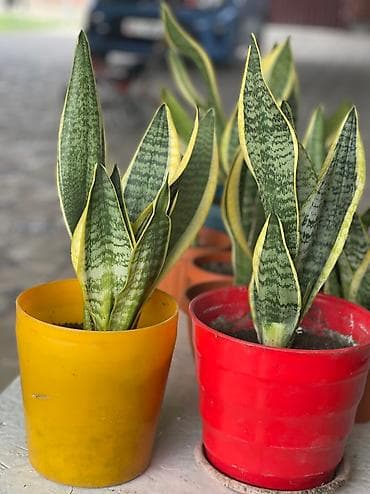 Лимоны: Продаю цветущую сансевиерию (тещин язык) 🌿 Уникальное, неприхотливое — 3