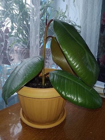 Бөлмө өсүмдүктөрү: Фикус эластика (каучуконосный) в горшке. Идеален как неприхотливое — 1