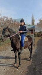 продажа домашних животных: Продаю | Жеребец | Для разведения | Племенные — 9