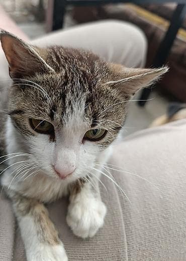 ловит мышей: Кошка даром: Беспородная, 1 год, Мальчик, Проглистована — 3