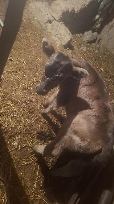 коровы ленинское: Продаю | Тёлка, Музоо, торпок | Швицкая | Для разведения | Не стельные, Искусственник — 3