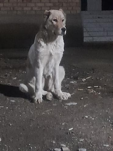 собака сосиска: Алабай, 4 месяца, Самка, С прививкой — 2