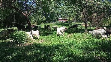 кости собакам: Продаю | Коза (самка), Козёл (самец), Козлёнок | Полукровка, Нубийская | На забой, Для разведения, Для молока | Племенные, Котные, Осеменитель — 2