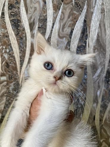 кот маленький: Скотиш Страйт (Шотландская прямоухая), 2 месяца, Девочка, Серебристая шиншилла — 2