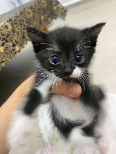 Котята, домашние Описание: - Очаровательные малыши с яркой — 3