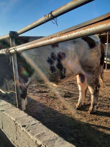 отдам в добрые руки собаку: Продаю | Бык (самец) | Симментальская | Для разведения | Племенные — 11