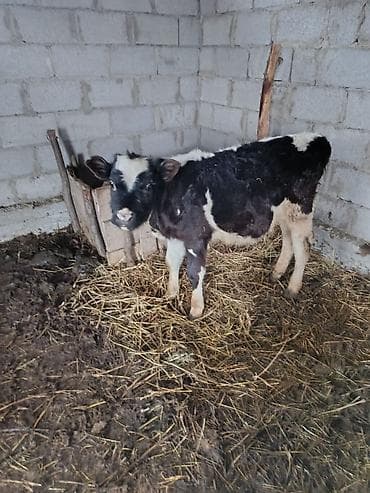 корову: Продаю | Бык (самец) — 1