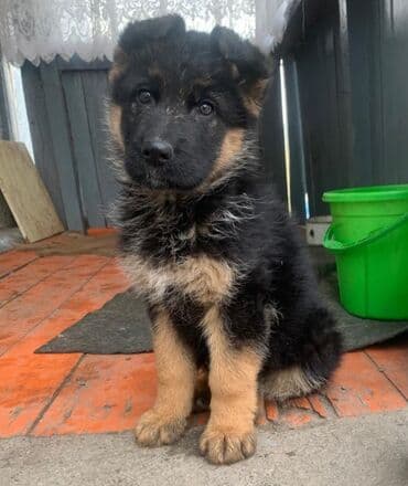Продаются щенки немецкой овчарки. Родились в 01.11.25 г. черпачного