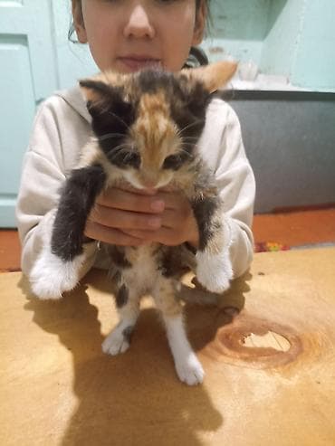 Котёнок трёхцветный (черепаховый) с белыми «носочками»
