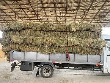 Продаю тюки клевер чоп сатылат Сено в тюках - Кормовое сено в